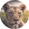 Avatar 14